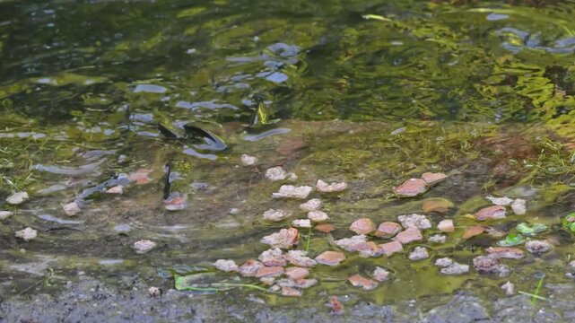Bubbling pond where carp fish eagerly feed on spilled bread, competing and swimming hungrily by bank. Park fauna, greedy fish in water, nature feeding frenzy, visitors food for animals in park