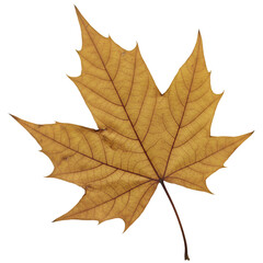 Obraz premium Isolated Photo Golden Maple Leaf on Transparent Background