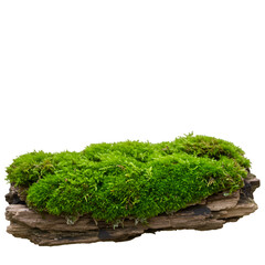 Isolated Photo Moss on Wood on Black Background
