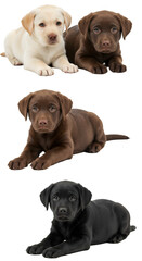 Isolated Photo of Three Labrador Retriever Puppies on Transparent Background