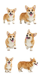 Isolated Set of Six Corgi Dogs on Transparent Background