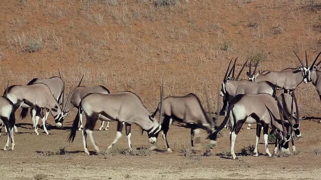 Herd of South African Oryx with some fight in Kgalagadi transfrontier park, South Africa; specie Oryx gazella family of Bovidae