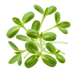 Naklejka premium Isolated Photo Realistic Sunflower Sprouts