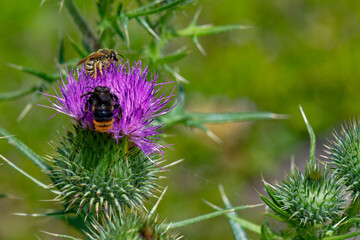 Steinhummel (Bombus lapidarius)  und Gelbbindige Furchenbiene (Halictus scabiosae) 