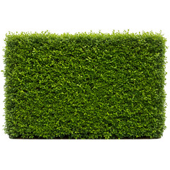 Isolated Photo Green Hedge with Transparent Background