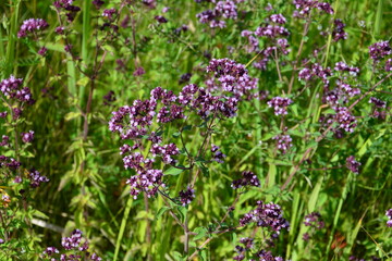 Obraz premium Oregano Plant Close-Up Vibrant Purple Flowers in Natural Setting