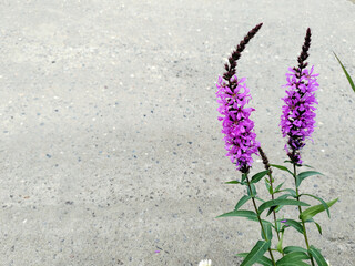 Wild flowers on concrete background. Floral background.