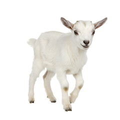 Obraz premium Isolated Photo of Young White Goat Kid