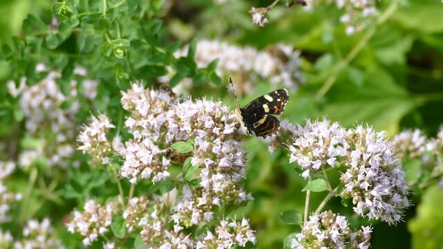 Map butterfly (Araschnia levana) moving around on a light pink flower in Zurich, Switzerland