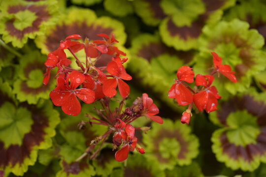 "Golden Harry Hieover" is a variety of scented geraniums (Pelargoniums) with aromatic leaves that smell of rose. HANOVER bERGGARTEN; GERMANY: