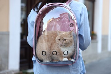 Woman with her cute cat in backpack carrier on city street, closeup