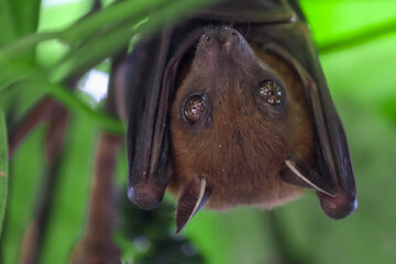 Fruit Bat Hanging Upside Down in Tree Foliage, Looking Around	