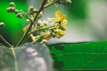Delicate Yellow Wildflower Blooming in Natural Greenery 