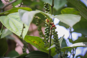 Fresh Green Peppercorns on Vine - Close-up of Spice Plant in Natural Environment