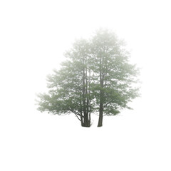 Isolated Photorealistic Foggy Green Tree
