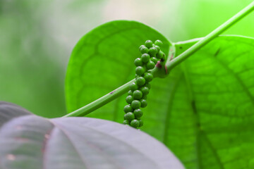 Fresh Green Peppercorns on Vine - Close-up of Spice Plant in Natural 