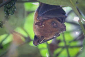 Fruit Bat Hanging Upside Down in Tree Foliage, Looking Around	
