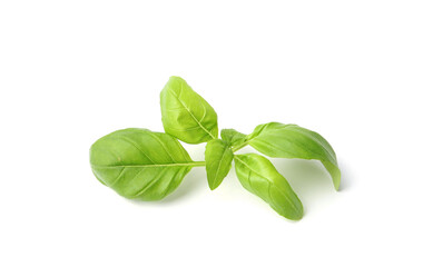 Twig of fresh green basil isolated on white