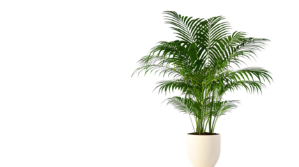 Vibrant Indoor Flower Plant Areca Palm on Transparent Background