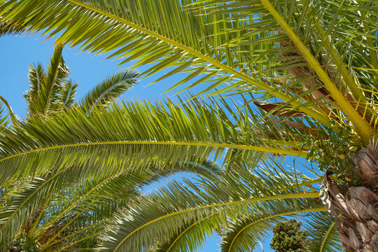close-up of palm branches against a bright blue sky