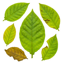 Obraz premium Isolated Set of Green and Yellow Autumn Leaves on Transparent Background