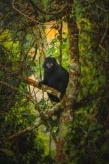 black monkey sitting on a tree trunk