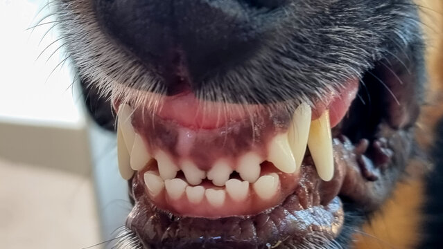 dog mooth teeth open