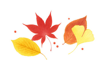 落ち葉 イラスト 水彩