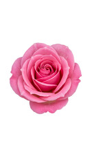 Isolated Photo Pink Rose Blossom On Black Background