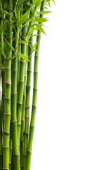 Fototapeta premium Photo of Green Bamboo Stalks Isolated on Black Background