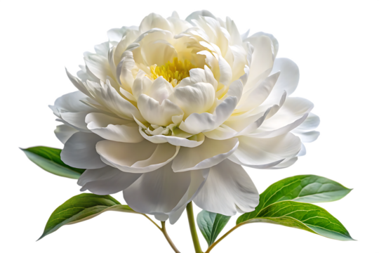 white peony flower no background studio