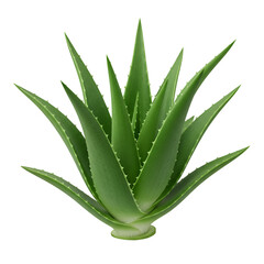Fototapeta premium Isolated Realistic Aloe Vera Plant on Transparent Background