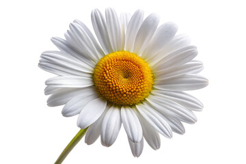 Fototapeta premium single daisy isolated transparent floral