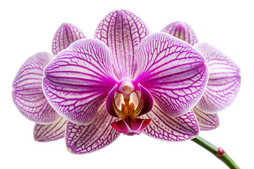 Fototapeta premium orchid flower cutout transparent no shadow