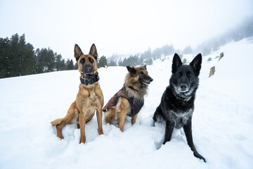 Dog walking in the snow, belgian shepherds, Pyrenees