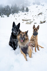 Dog walking in the snow, belgian shepherds, Pyrenees