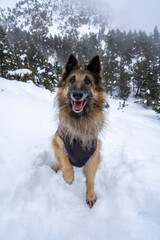 Dog walking in the snow, belgian shepherds, Pyrenees