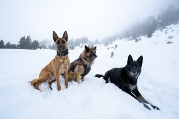 Dog walking in the snow, belgian shepherds, Pyrenees
