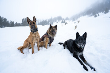 Dog walking in the snow, belgian shepherds, Pyrenees