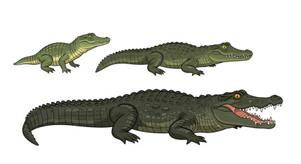 Obraz premium Crocodile Growth Stages