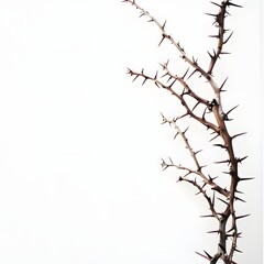 Fototapeta premium Minimalist thorny branch with spines against white background