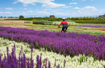 nice and active senior woman cycling with her electric mountain bike between fields of blooming lavender, Stuttgart, Germany