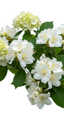 Fototapeta premium Isolated Photo White Rhododendron and Hydrangea on Black Background