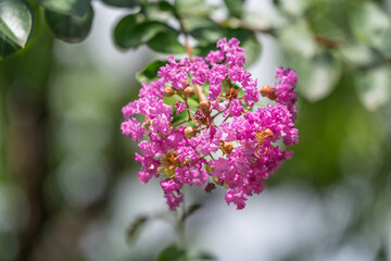 Close up of pink crape myrtle flowers in summer