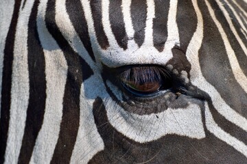 zebra close up © itsallgood