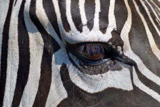 zebra close up