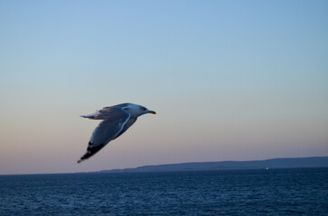 Seagull Flying Over Calm Sea at Sunset