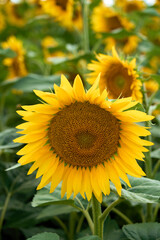Fototapeta premium sunflower close-up with hummel bees 