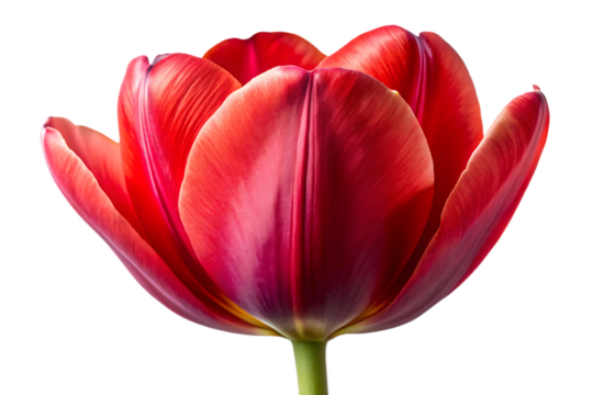 blooming red tulip low angle floral clipart