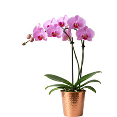 Pink Orchid Plant in Copper Pot Isolated Photo